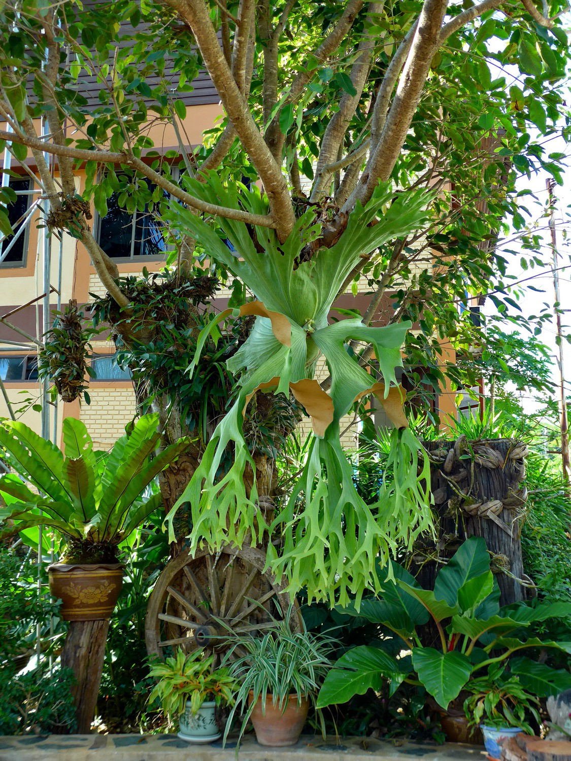 Huge plant on a tree